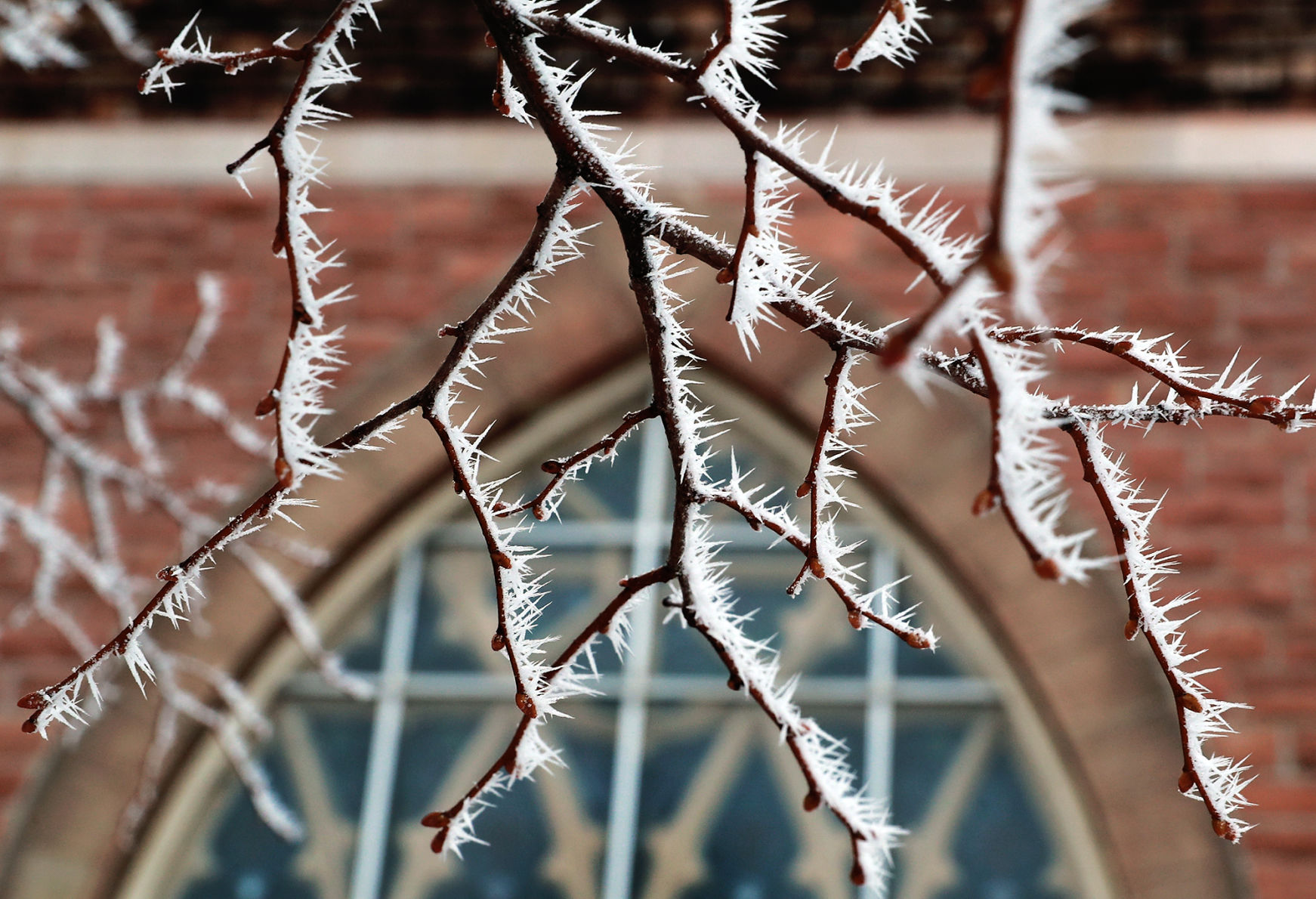 011420_Frostcicles001_bjs.JPG
